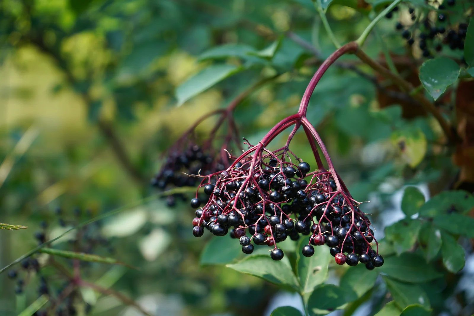 Autumn Herbs and Tonics: Protecting the Lung and Building Immunity