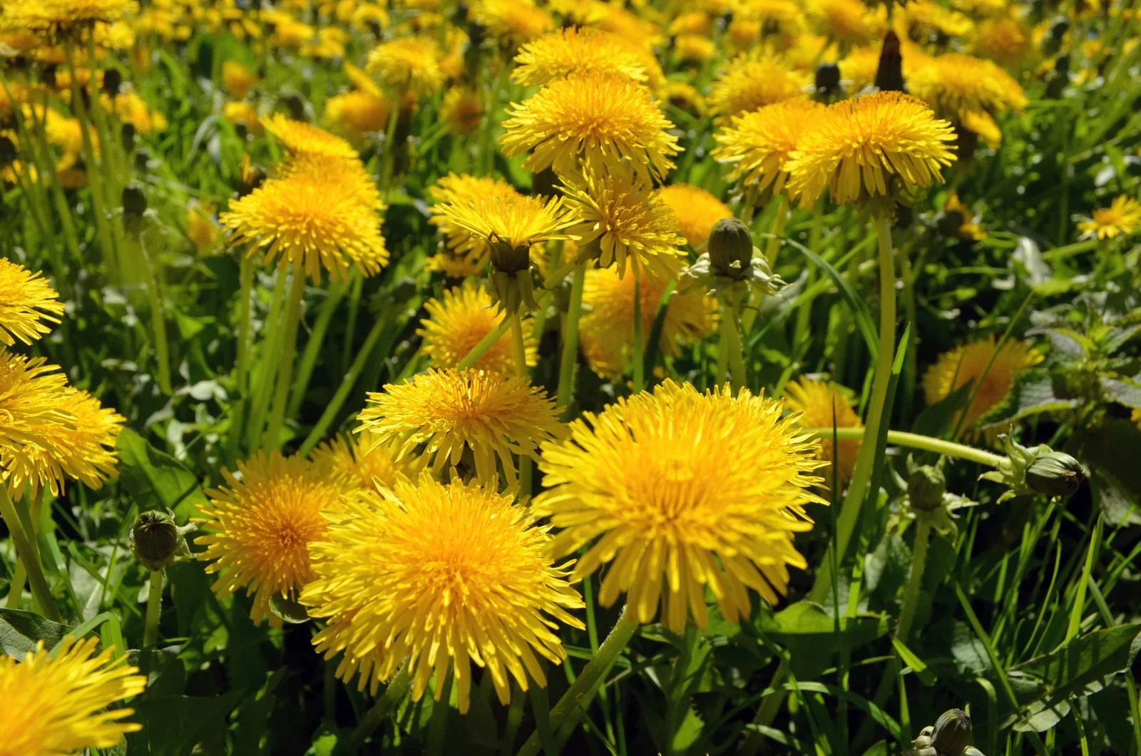 Spring Herbs and Tonics: Supporting the Liver and Gallbladder