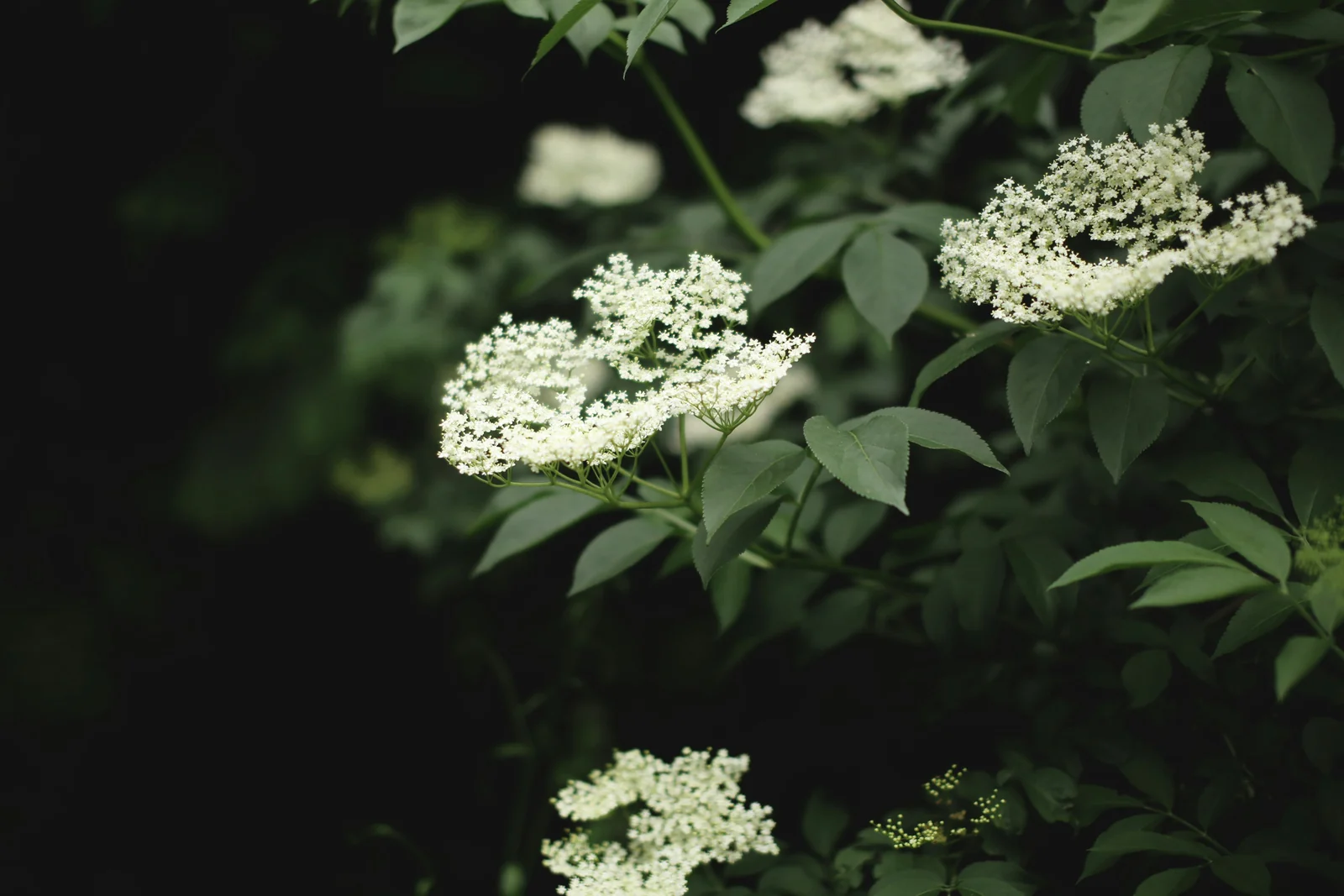Summer Herbs and Cooling Tonics: Supporting the Heart in the Heat